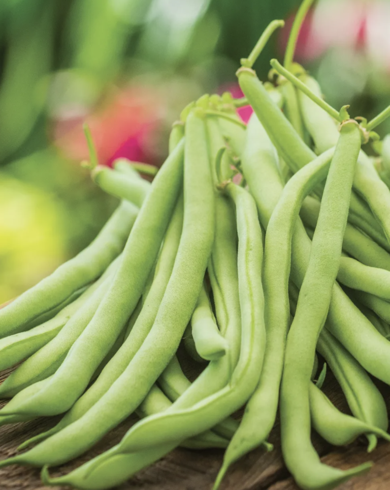 how-to-grow-contender-green-beans-heirloom-bush-beans-jacki-kellum